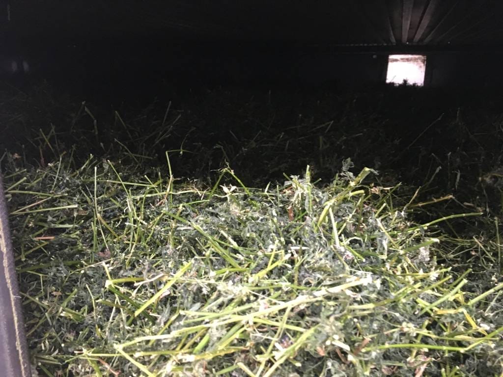 Lucernă tocată în uscător